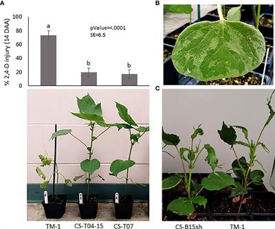 Absorption and translocation of [14C]2,4-dichlorophenoxyacetic acid in herbicide-tolerant chromosome substitution lines of Gossypium hirsutum L